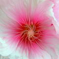 Alcea Rosea